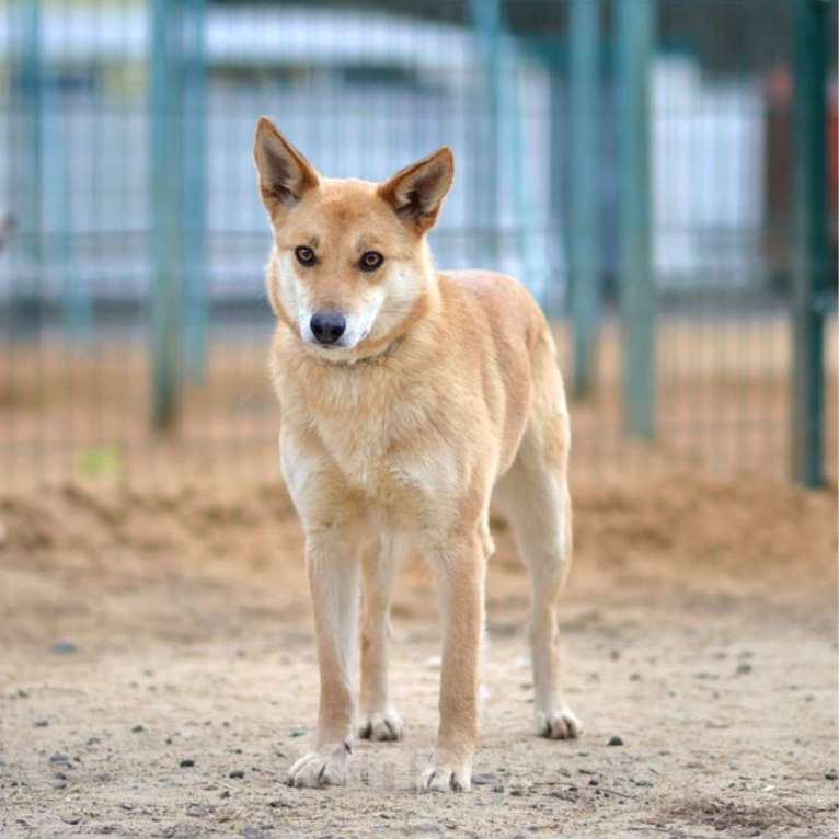 Собаки в Москве: Мимишка Девочка, Бесплатно - фото 3