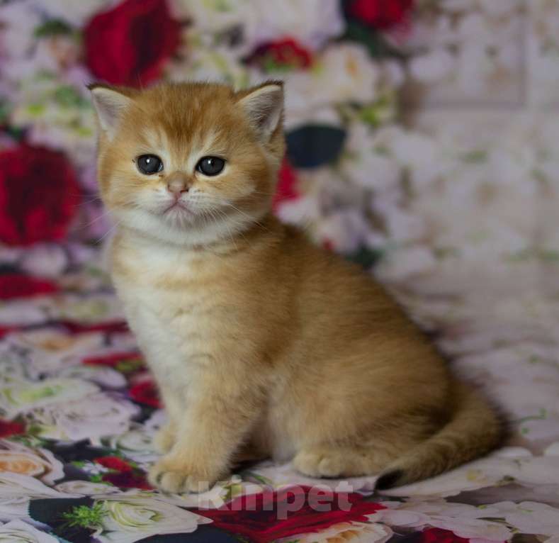Кошки в Москве: Британские  котята By 12  Ny12 Девочка, 45 000 руб. - фото 2