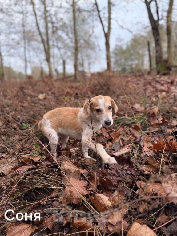 Собаки в Москве: Сестры по несчастью, которые заслужили шанс на любовь Девочка, Бесплатно - фото 3