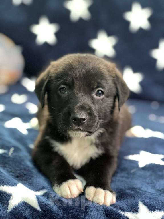 Собаки в других городах Московской области: Щенки Мальчик, 1 000 руб. - фото 4