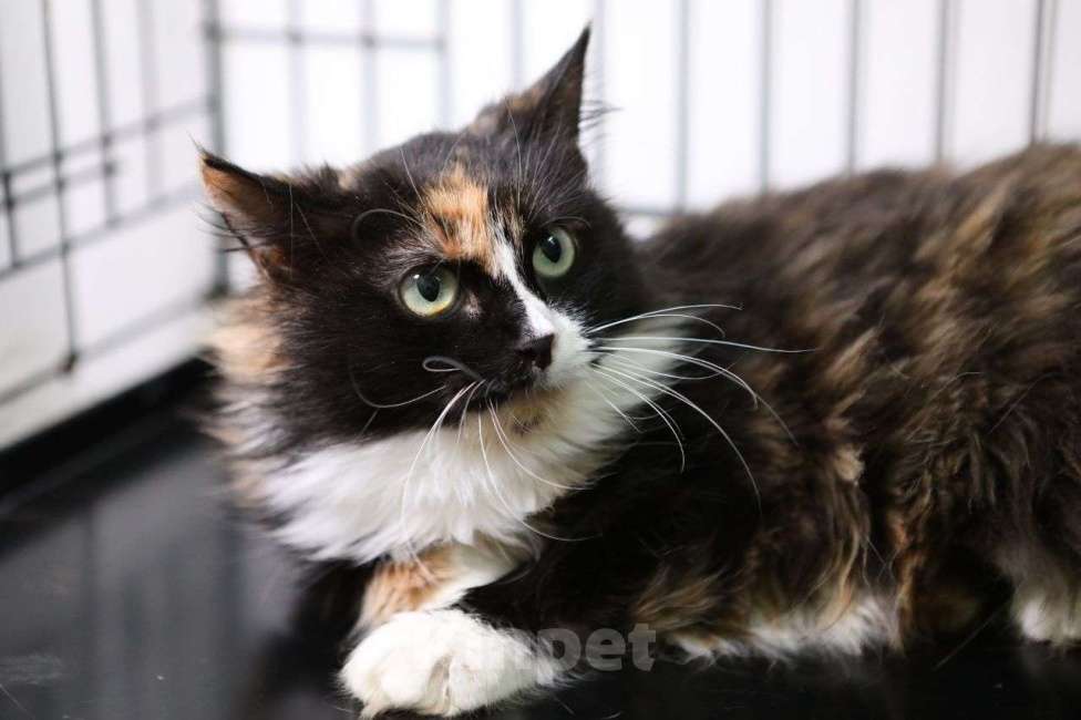 Кошки в Москве: В целом большом мире у нее нет никого и ничего... Только синяя лежаночка со звездочками Девочка, Бесплатно - фото 3