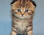 Кошки в Санкт-Петербурге: шотландский котик Мальчик, 40 000 руб. - фото 1
