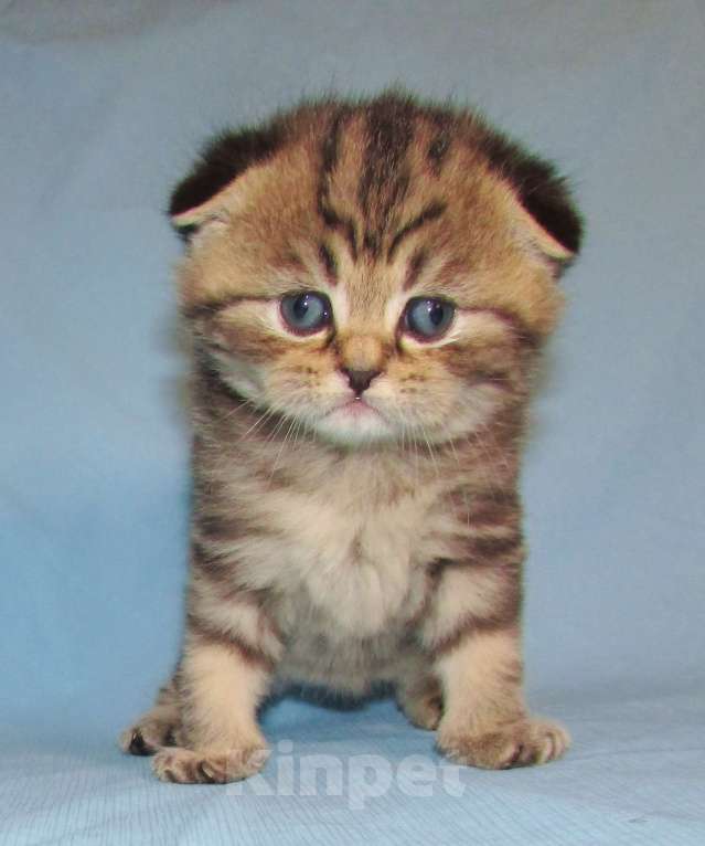 Кошки в Санкт-Петербурге: шотландский котик Мальчик, 40 000 руб. - фото 1