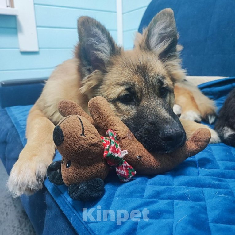 Собаки в других городах Московской области: Пушэль Девочка, Бесплатно - фото 3