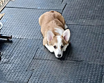 Собаки в Чапаевске: Девочка вельш корги пемброк Девочка, 20 000 руб. - фото 1