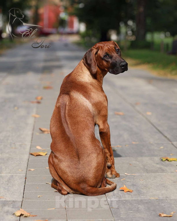 Собаки в Москве: Щенок родезийского риджбека, подрощенная девочка Девочка, Бесплатно - фото 5