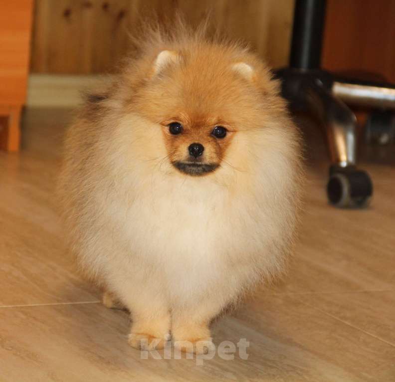 Собаки в Раменском: Царевич Елисей Мальчик, 40 000 руб. - фото 3