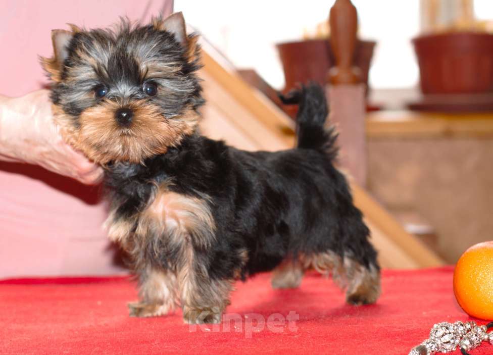 Собаки в Пушкино: Маленький озорник ищет мампап. Мальчик, 50 000 руб. - фото 1