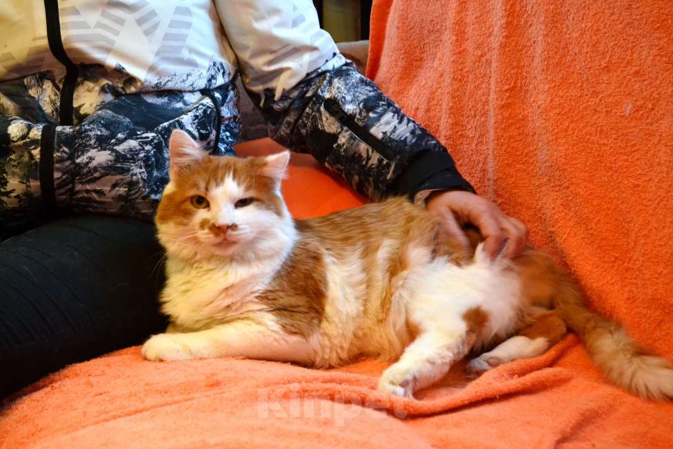 Кошки в Санкт-Петербурге: Красивый пушистый кот ищет дом Мальчик, Бесплатно - фото 3