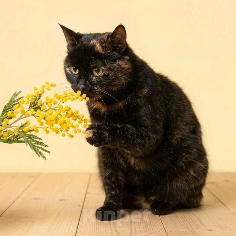 Кошки в Москве: Яшму никто не замечает Девочка, Бесплатно - фото 1