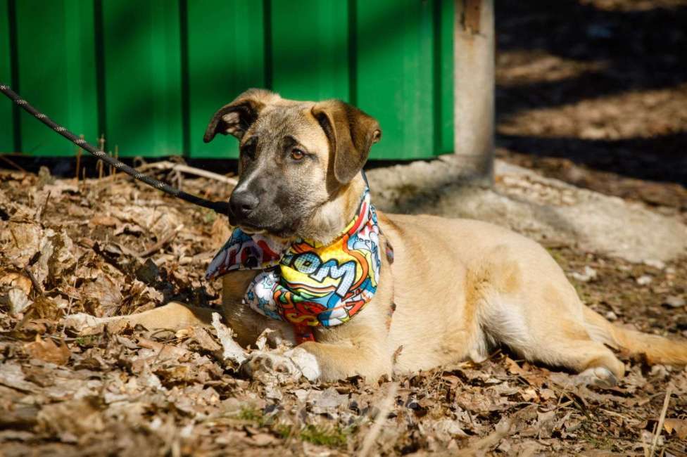 Собаки в Москве: Мартин ищет дом Мальчик, Бесплатно - фото 5