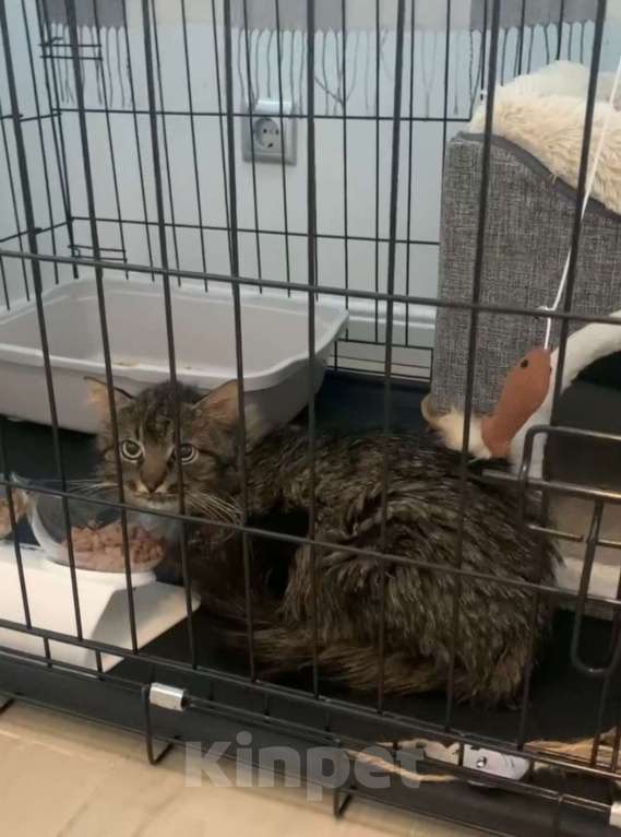 Кошки в Москве: Пушистый кот Мирон Мальчик, Бесплатно - фото 5