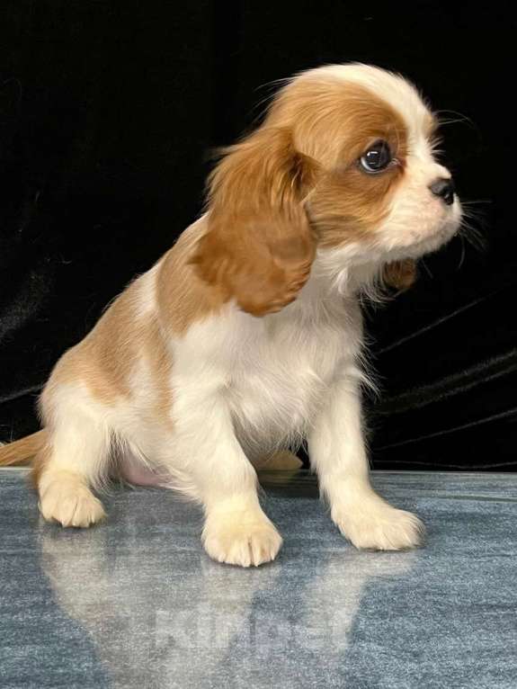 Собаки в Санкт-Петербурге: БЕСТ ИЛРЕАН КАДДИ Мальчик, 100 000 руб. - фото 3