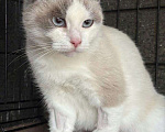 Кошки в Москве: Породистая кошечка под выпуск на улицу. Срочный поиск дома! Девочка, Бесплатно - фото 3