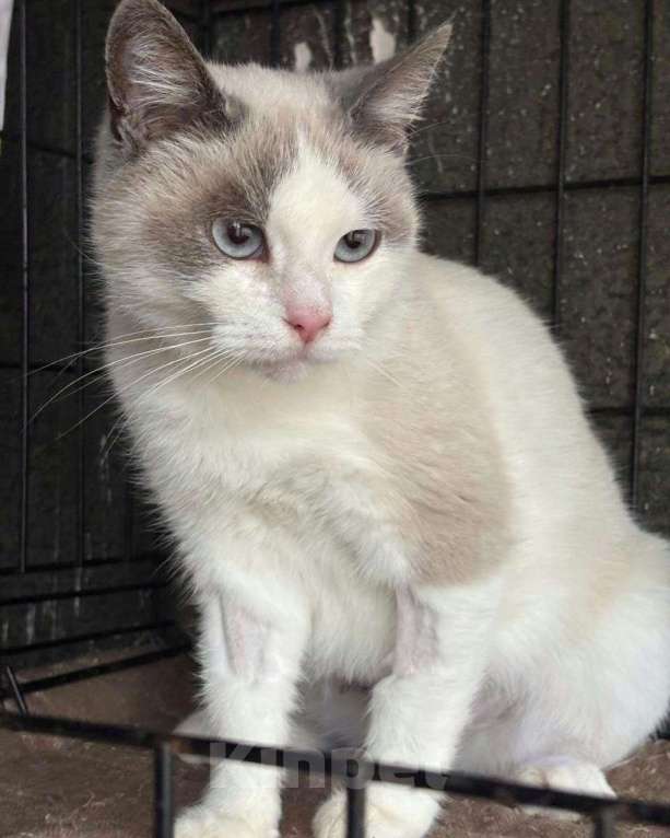 Кошки в Москве: Породистая кошечка под выпуск на улицу. Срочный поиск дома! Девочка, Бесплатно - фото 3