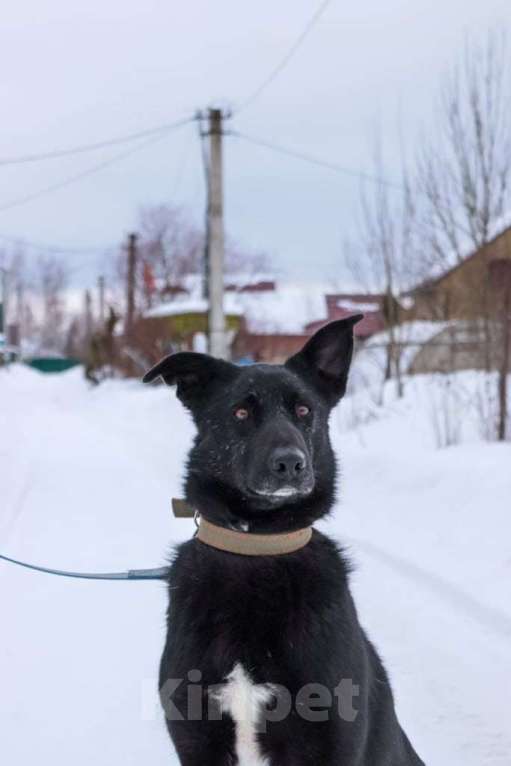 Собаки в Подольске: Тоше нужен дом  Мальчик, Бесплатно - фото 4