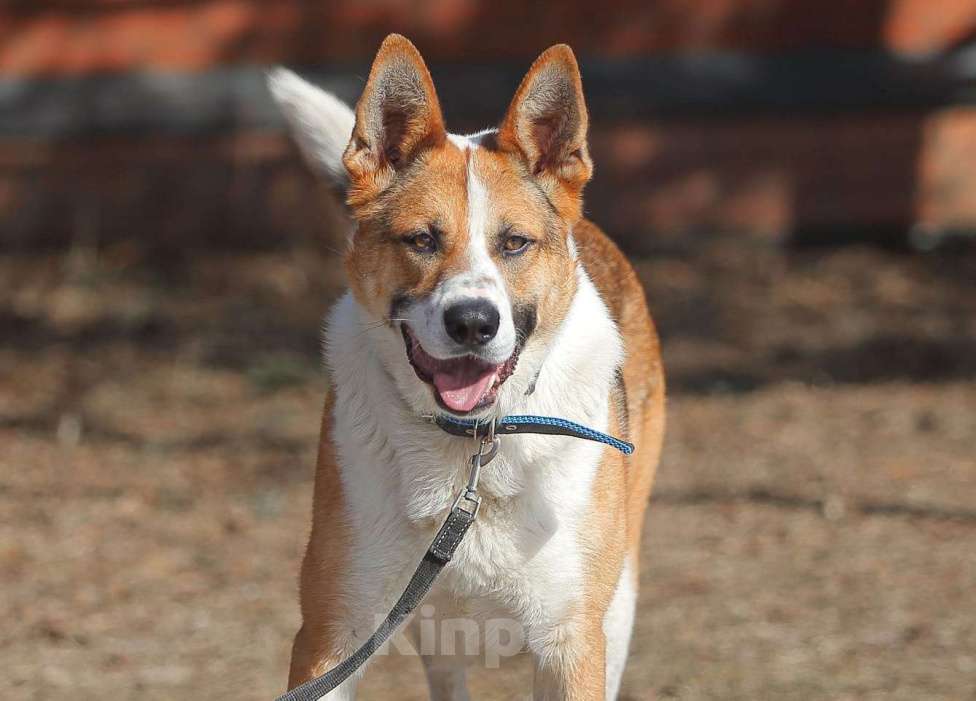 Собаки в Москве: Умный и сильный пес Арон в добрые руки Мальчик, Бесплатно - фото 5