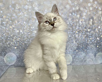 Кошки в других городах Московской области: Rokki of Rufus Vallis Мальчик, 50 000 руб. - фото 2