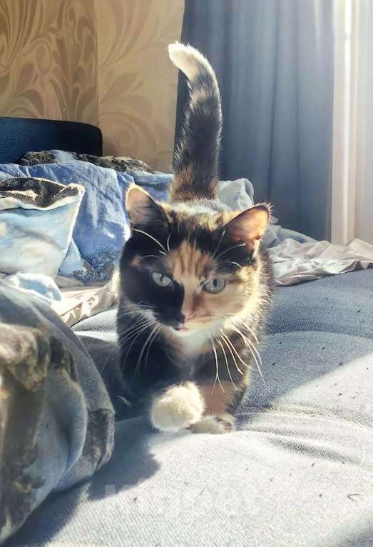 Кошки в Москве: красотка Мотя ждет свою семью Девочка, Бесплатно - фото 5