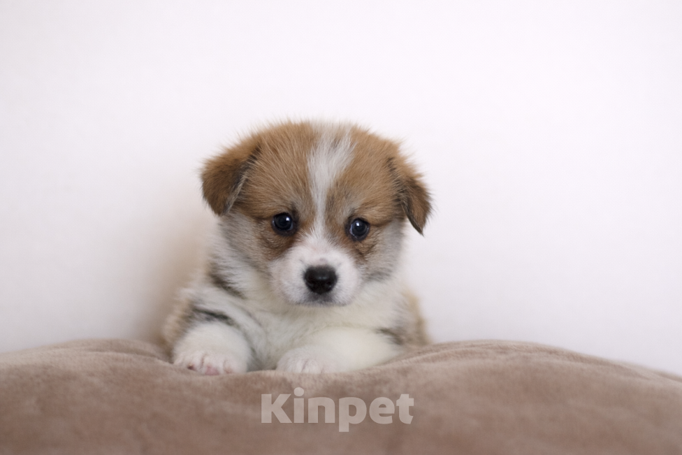 Собаки в Москве: Щенки корги от Итальянца Девочка, 80 000 руб. - фото 1