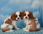 Собаки в Ногинске: Щенки кавалер кинг чарльз спаниель Девочка, Бесплатно - фото 3