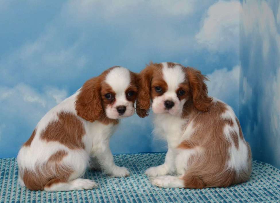 Собаки в Ногинске: Щенки кавалер кинг чарльз спаниель Девочка, Бесплатно - фото 3