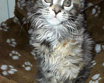 Кошки в Кашине: Кошечка полидакт, 14 000 руб. - фото 1