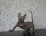 Кошки в Усинске: Котик Донской сфинкс, 5 000 руб. - фото 3