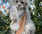 Кошки в Азове: Котята мейн-кун Девочка, 60 000 руб. - фото 3