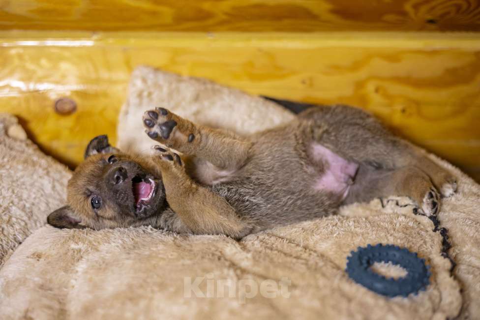 Собаки в других городах Московской области: Малыш Микки Мальчик, Бесплатно - фото 3