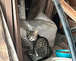 Кошки в Ярославле: Котята в добрые руки Девочка, Бесплатно - фото 1