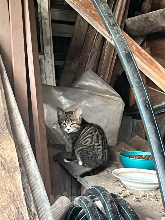 Кошки в Ярославле: Котята в добрые руки Девочка, Бесплатно - фото 1