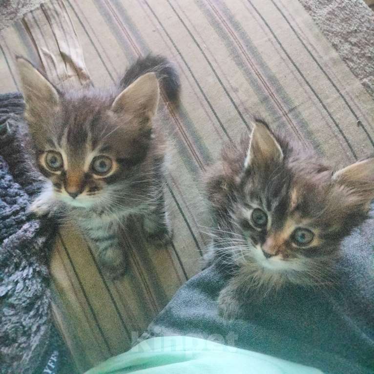 Кошки в Нижнем Новгороде: Котята мейкун Девочка, Бесплатно - фото 5