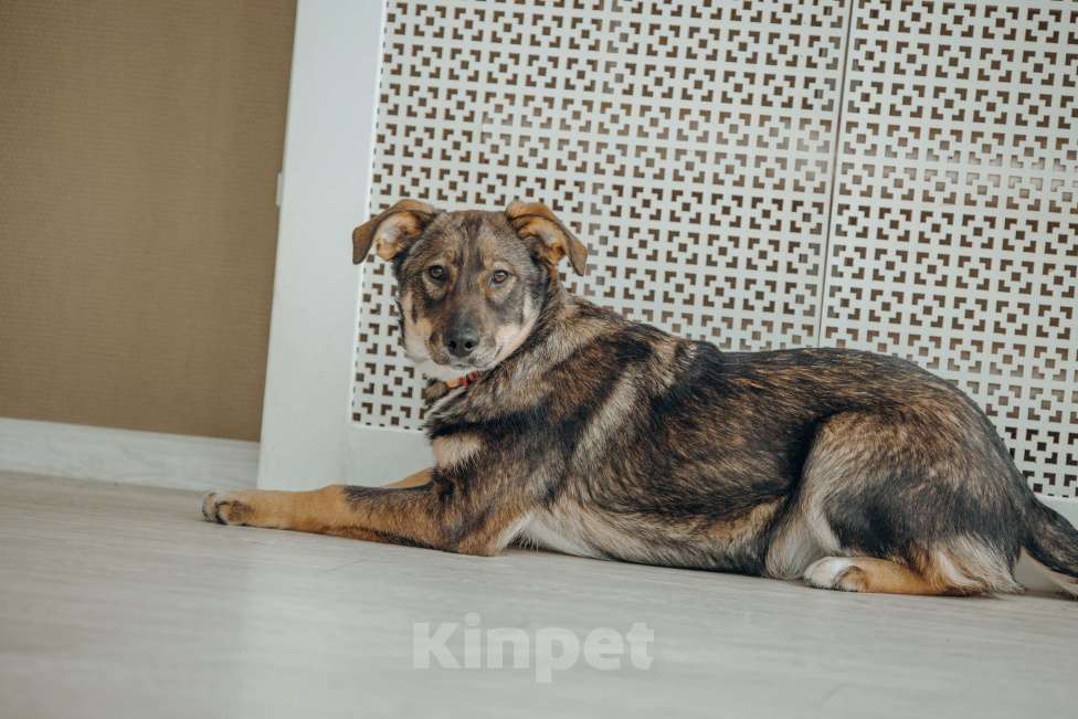 Собаки в Москве: Щенок бесплатно в Москве Девочка, Бесплатно - фото 3