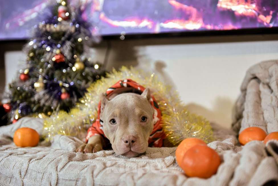 Собаки в Мурином: Лимира Девочка, 100 000 руб. - фото 1