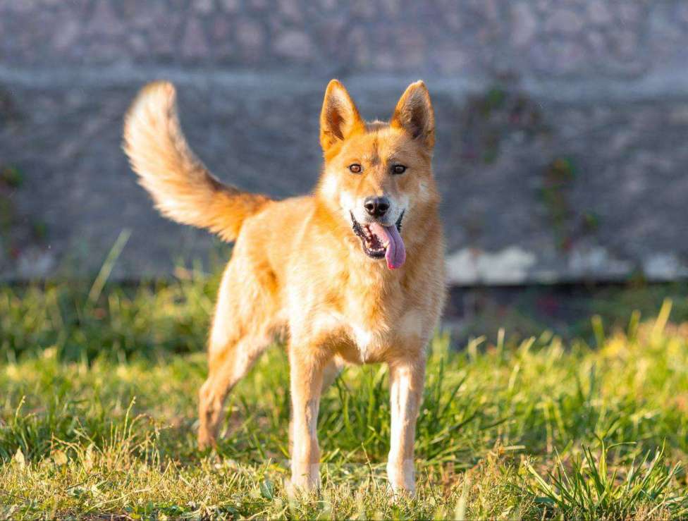 Собаки в Москве: Пес Рыжий ищет дом! Мальчик, Бесплатно - фото 3