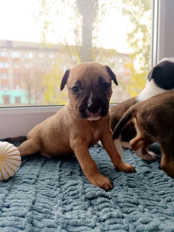 Собаки в Воронеже: Готова к брони девочка  Девочка, 10 000 руб. - фото 2