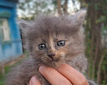 Кошки в Калуге: Котёнок Девочка, Бесплатно - фото 3