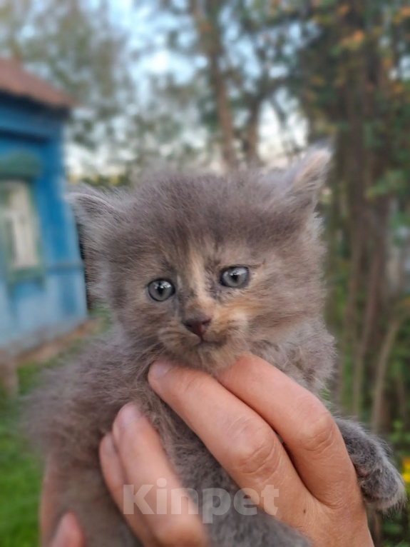 Кошки в Калуге: Котёнок Девочка, Бесплатно - фото 3