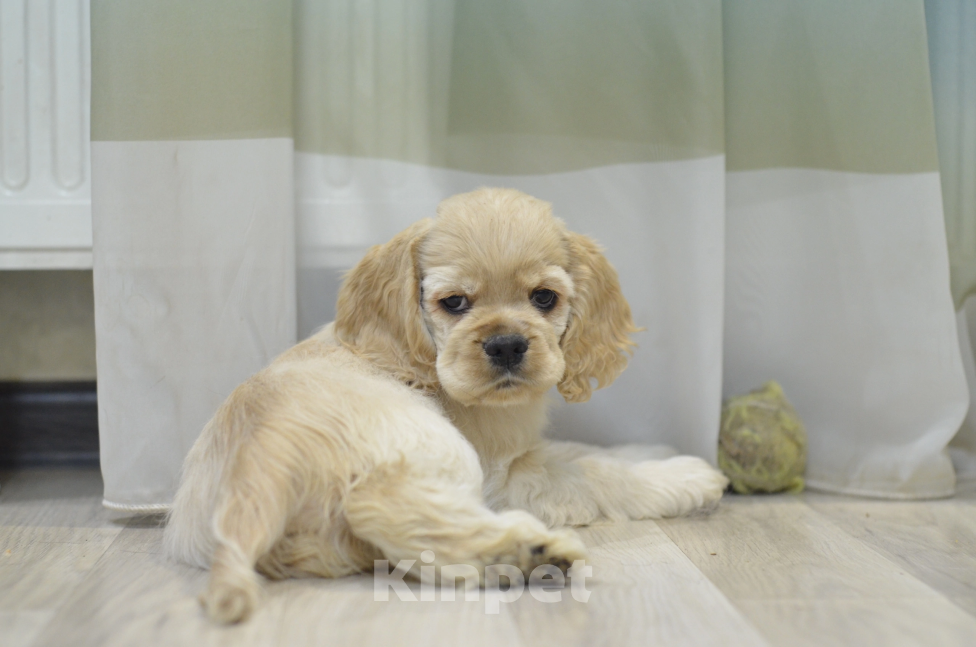 Собаки в Рязани: Кобель палевый кокер спаниель  Мальчик, 100 000 руб. - фото 4