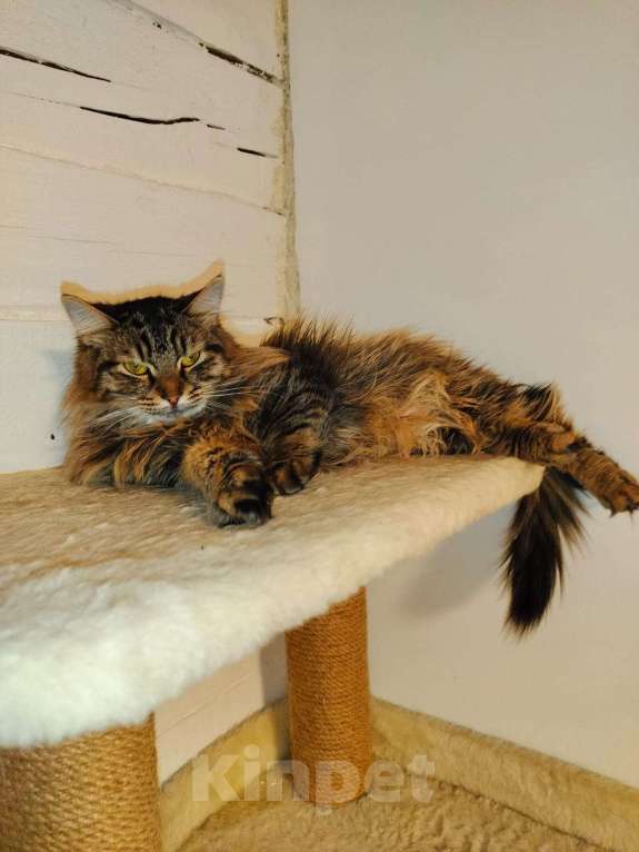 Кошки в Москве: Ищу маму Девочка, Бесплатно - фото 2