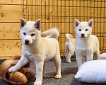 Собаки в Москве: Белые Сиба ину. Ми-ми-мишки. Девочка, 60 000 руб. - фото 4