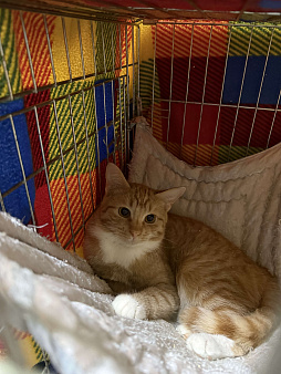 Рыжий котенок-мальчик в добрые руки