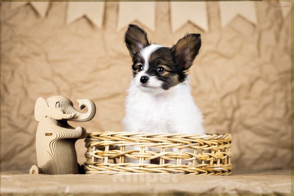 Собаки в Рыбинске: 🐶 Продаётся щенок континентального той‑спаниеля (папильон)! 🐶 Мальчик, 70 000 руб. - фото 2
