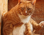Кошки в Раменском: Отдаются бесплатно кошечка Плакса и кот Рыжик. Мальчик, Бесплатно - фото 3