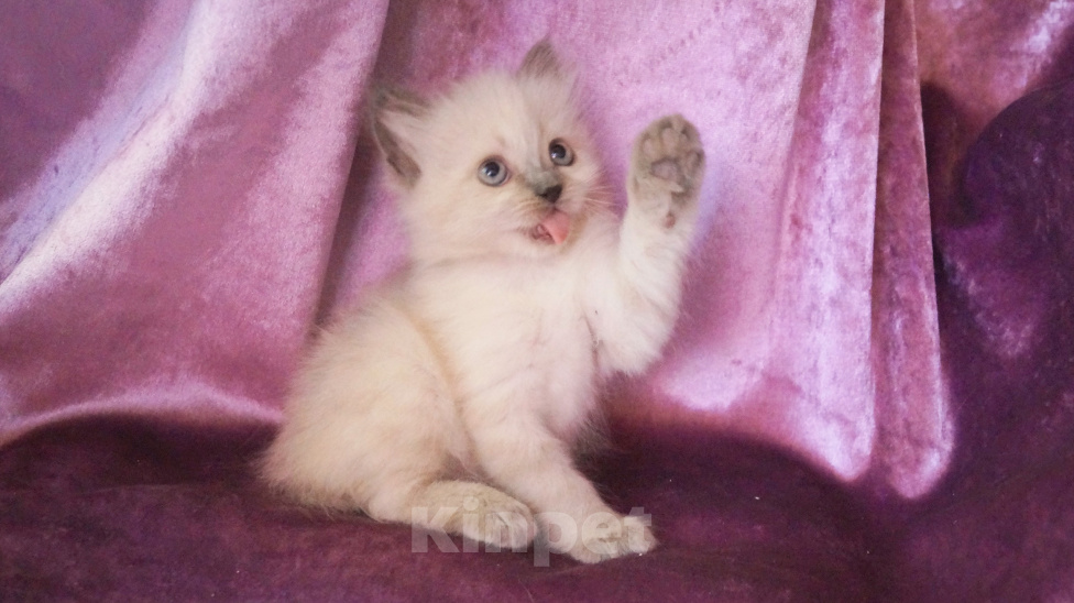 Кошки в Краснодаре: Невские маскарадные котята кошечка кот Девочка, 23 000 руб. - фото 6
