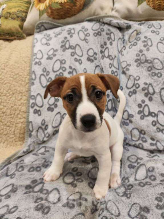 Собаки в Балашихе: Щенок Джек-Рассел терьера Девочка, 19 900 руб. - фото 2