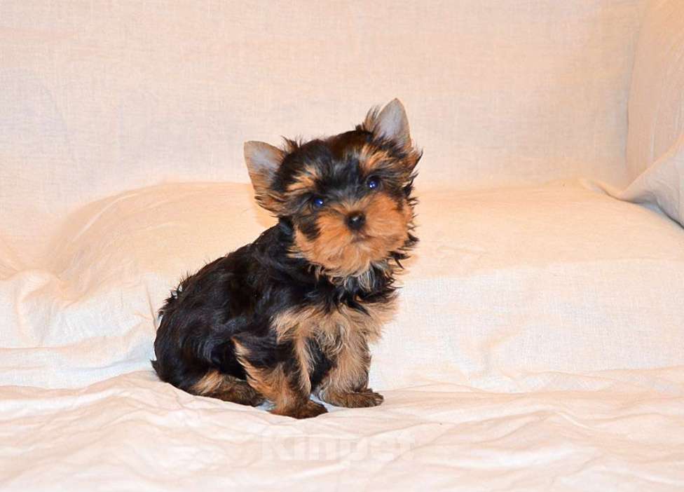 Собаки в Москве: Йоркширский терьер-маленькое чудо в ваш дом Девочка, 15 000 руб. - фото 3
