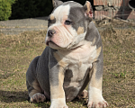 Собаки в Москве: Американский булли щенки покет/стандарт Разнополые, 100 000 руб. - фото 3