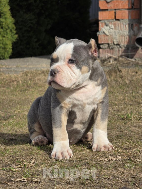 Собаки в Москве: Американский булли щенки покет/стандарт Разнополые, 100 000 руб. - фото 3